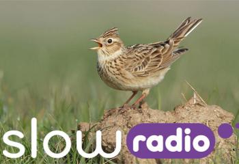Rádio z přírody